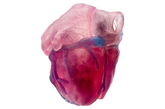 heart