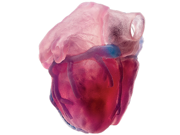 heart