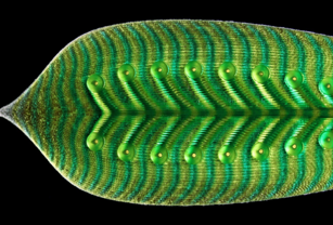 4D liquid printed living structure.