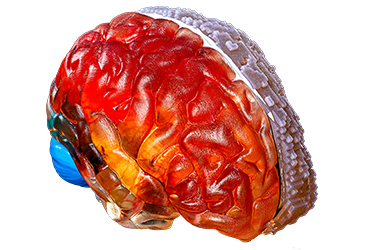 3D printed brain