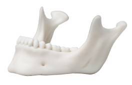 draft-white-med857-material-3d-printed-jaw