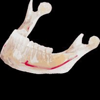 jaw_rotation_transparent