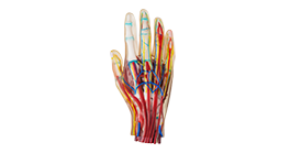 polyjet-printed-medical-hand