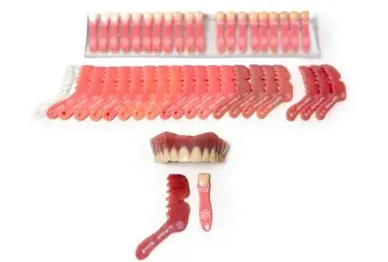 truedent-denture-tooth