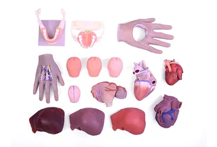 Visual_Anatomy_All_Parts