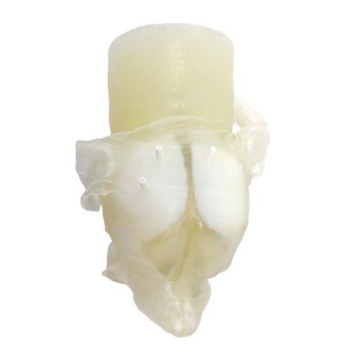 Translucent 3D printed dog head