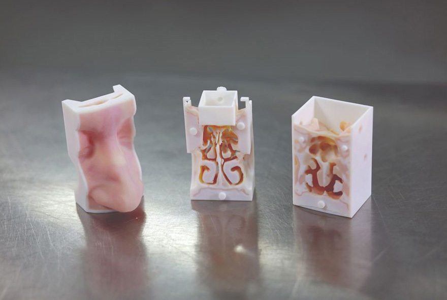 Ear, nose and throat simulation model in three parts.