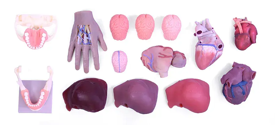 soft-visual-anatomy-all-3d-printed-parts
